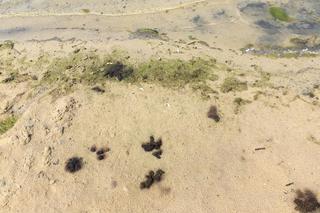 Plaża w Wąsoczu jest piękna, choć na chwilę obecną... bardzo brudna