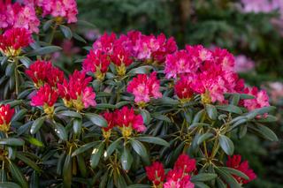 Rododendron
