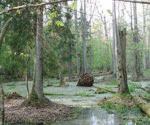 Puszcza Białowieska