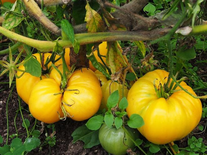 Żółte pomidory