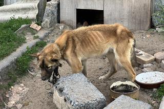 Horror w Lemierzycach. Głodzone psy uratowane w ostatniej chwili
