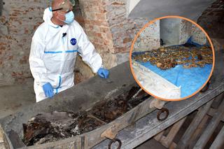 Sensacyjne odkrycie w Świdnicy. Tajemnicza krypta pod katedrą, a w niej ludzkie szczątki