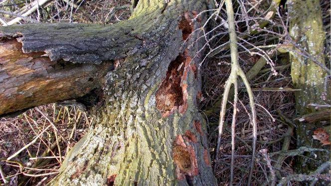 Lex Szyszko zbiera krwawe żniwo. Wycinają drzewa z gniazdami! [ZDJĘCIA, AUDIO]