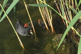 Byliśmy nad bydgoskim Balatonem 