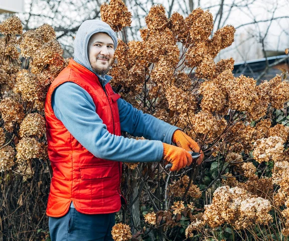 W prognozach zima stulecia, a ty w proszku? Masz ostatnie dni, aby zrobić to z hortensjami. Bez tego czeka Cię na wiosnę wykopywanie suchych badyli