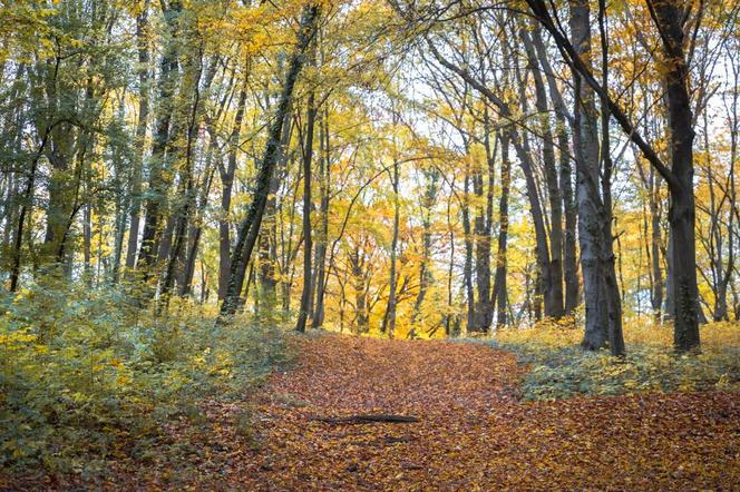 Park Zacisze Gorzów. To tu powstanie Dirt Park 