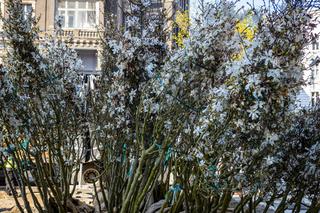 Nowe sadzonki przyjechały na aleję Wojska Polskiego