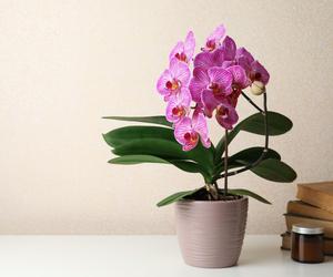 Storczyk Phalaenopsis