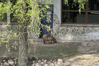 Kapibary z gdańskiego zoo