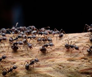 Inwazja ognistych mrówek mutantów! Kąsają bez opamiętania