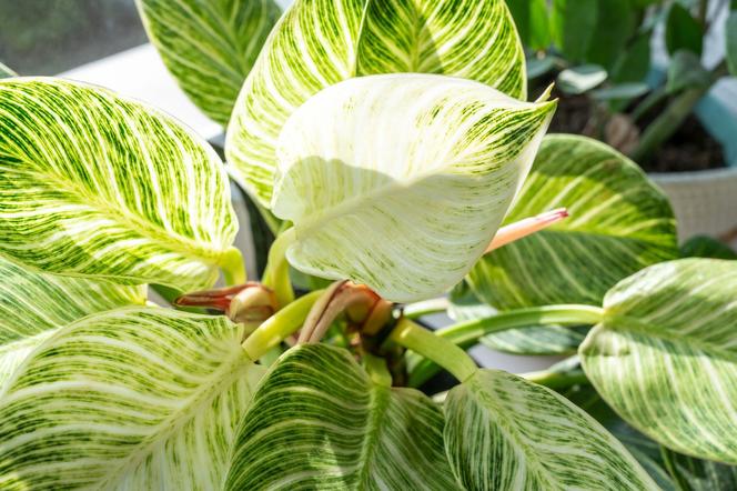 Filodendron 'Birkin'