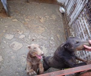 Skandal w pseudohodowli pod Krakowem! Psy żyły we własnych odchodach. Właścicielce grozi więzienie