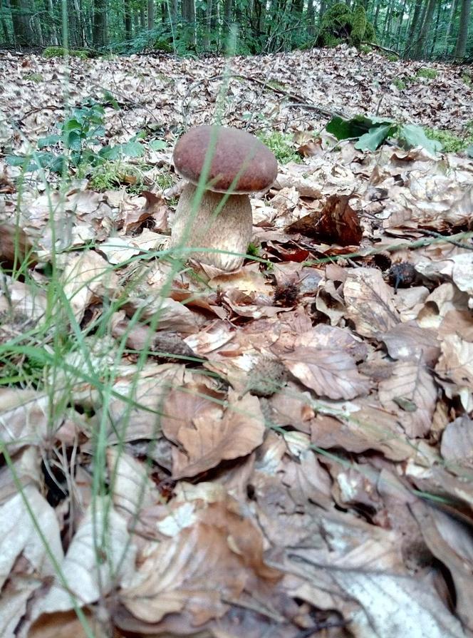 Grzyby w Lubuskiem - okolice Cybinki/Sądowa