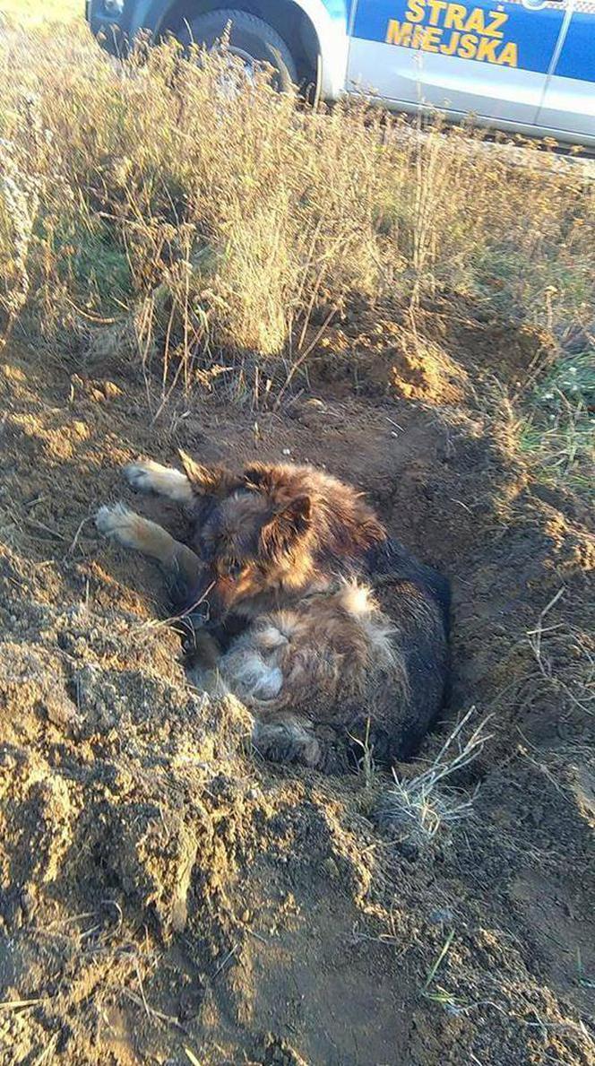 6 Suczka owczarka została zakopana żywcem w okolicy ul. Zagrodowej. POSZUKIWANY sprawca!