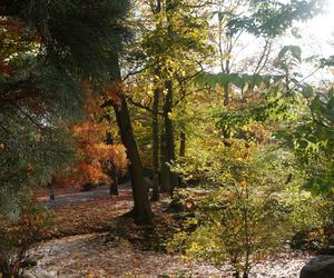 Park Wilsona jesienią