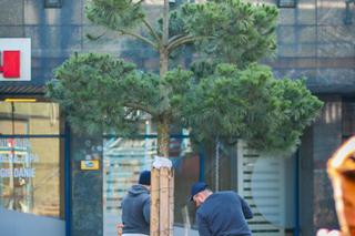Centrum Sosnowca ma nową sosnę. To symbol miasta