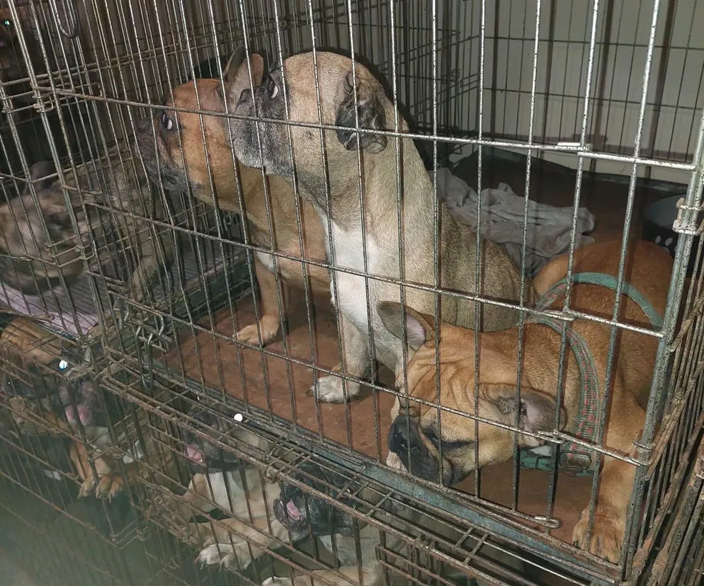 Łodzianka trzymała w mieszkaniu 94 psy. Teraz odpowie za znęcanie się nad zwierzętami