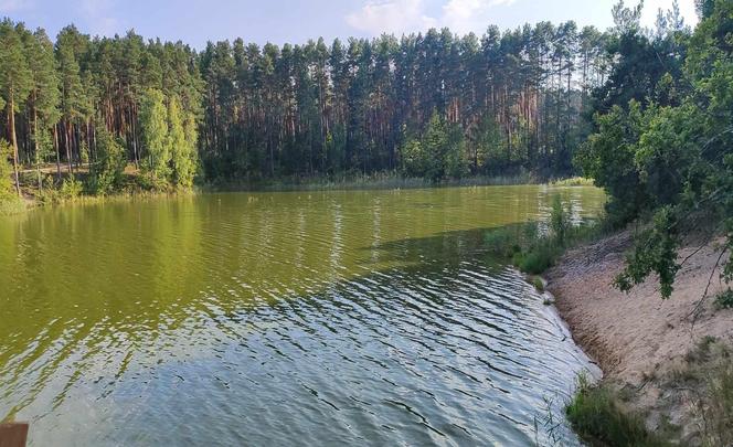 Zielona i mętna woda w starachowickiej Lubiance. Żal patrzeć.