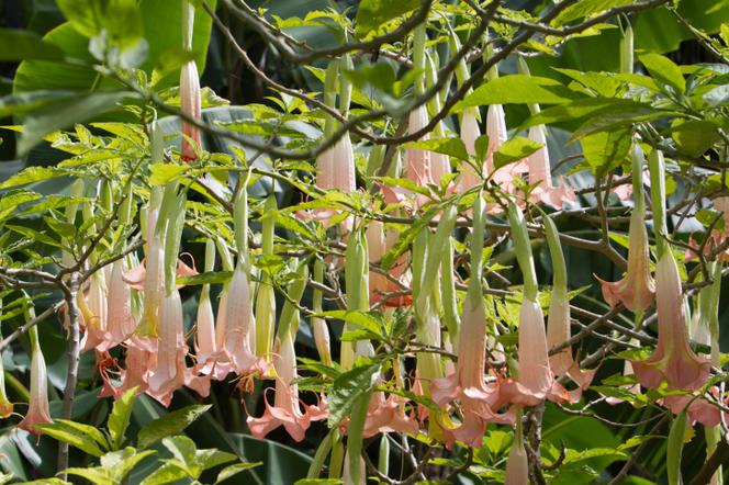 datura
