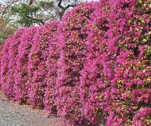 Loropetalum chińskie