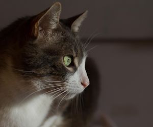 O kocie, który jeździł Toyotą. Odnalazł się tysiąc kilometrów od domu!