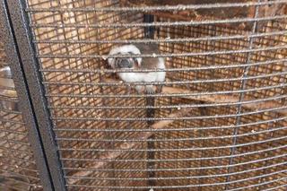 W mieszkaniu w Bytomiu zrobiła małpiarnię! Służby interweniowały u 46-latki [ZDJĘCIA]. 