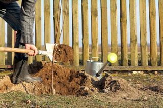 Sadzenie drzew i krzewów owocowych: kiedy i jak sadzić drzewa i krzewy owocowe? Oto wskazówki!