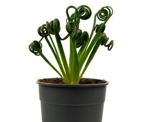 Albuca spiralis 'Frizzle Sizzle'