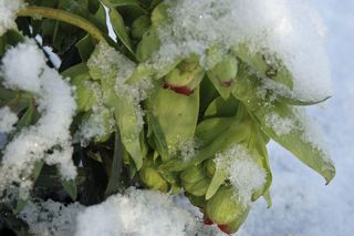 Ciemiernik cuchnący