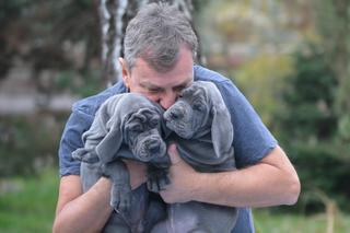 Szczeniaki Andrzeja Halickiego