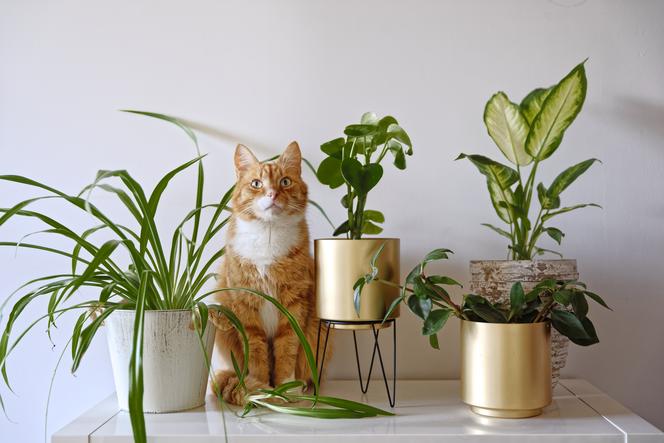 rośliny i kot