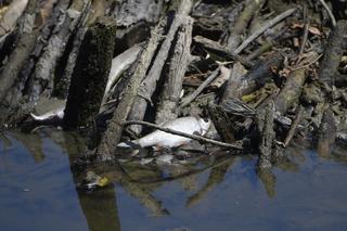 Katastrofa ekologiczna w Wiśle. Tysiące martwych ryb w rzece w Warszawie!