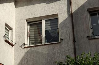 Uchylone okno przyczyną tragedii. Kot umierał w męczarniach