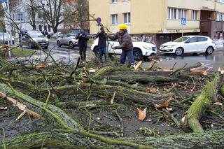 Złamane drzewo uszkodziło samochód na ul. Podhalańskiej w Szczecinie