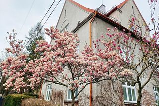 Szlak Magnolii w Cieszynie liczy 11 przystanków