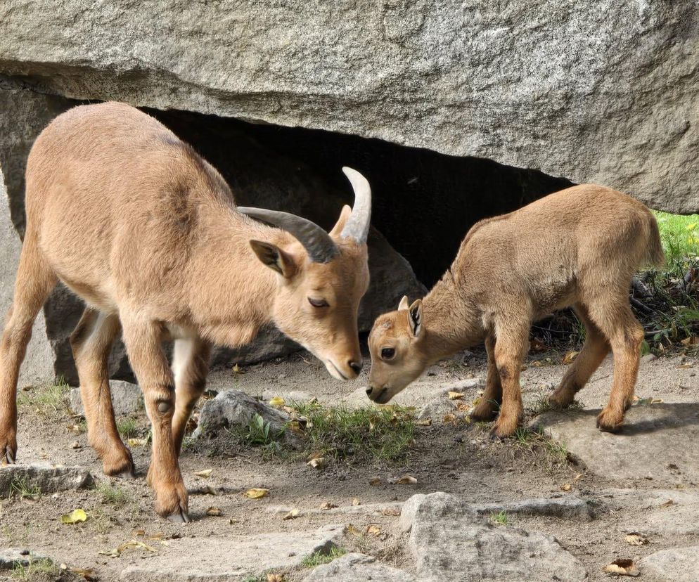 Niezwykły maluch urodził się w Śląskim Zoo. Jego gatunek w naturze jest na skraju wyginięcia