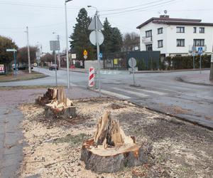  W Wołominie wycinają drzewa na potęgę! Mieszkańcy są wściekli