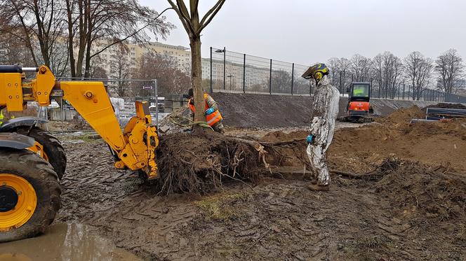 Nasadzenia przy ulicy Bożeny w Szczecinie