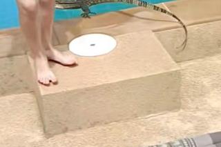 Rodzina pięcioraczków nawiedzona przez wielkiego jaszczura! Mama pokazała nagranie