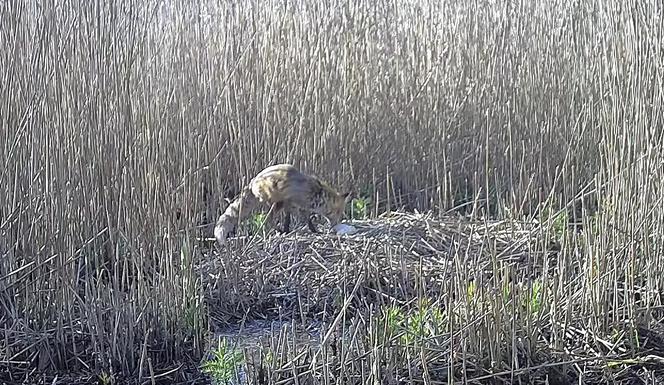 Zjadł dzieci na oczach rodziców