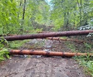 Nawałnica w powiecie koneckim! Powaliła drzewa i zablokowała dojazd do posesji