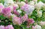 Hortensja bukietowa grandiflora
