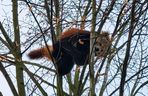 Panda, która uciekła z poznańskiego ZOO