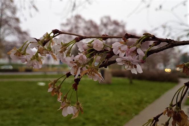 Atak wiosny w Szczecinie. Drzewa obsypały się kwiatami!