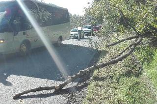 Powiat brzozowski: Na autobus spadło drzewo. Jedna osoba jest ranna