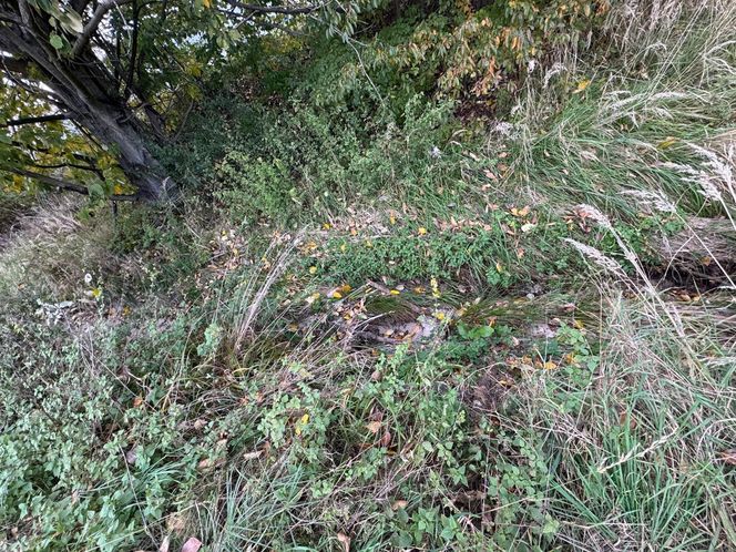 Serenity Park w Mysłowicach to nowe miejsce wypoczynku na Śląsku