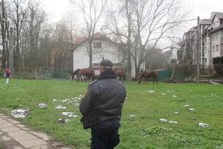 Pięć koni bez opieki przechadzało się  po  Krakowie!  Wydostały się ze stadniny!