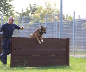 Wojewódzkie eliminacje do XXI Kynologicznych Mistrzostw Policji na obiektach KWP Lublin