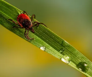 W tych województwach jest najwięcej zakażonych kleszczy