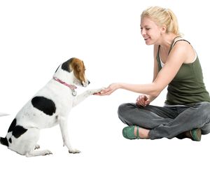 Choroby odzwierzęce (zoonozy)